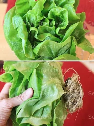 salata verde cultivata hidroponic